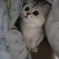 ねこ
