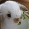 うさぎ