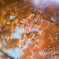 去年の紅葉