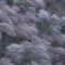 吉野