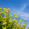 菜の花と青空