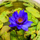 LOTUS／GF-1&LUMIX G FISHEYE 8mm
