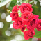 薔薇3