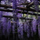 金蛇水神社