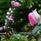 薔薇公園