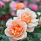 薔薇