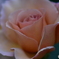 薔薇