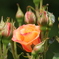 薔薇