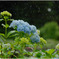 雨に打たれて～