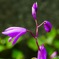 見かけた花