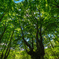 Beech forest