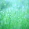 WEED
