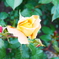 薔薇