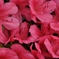 ピンクの花