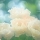 Rhapsody in May