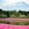 富士芝桜