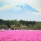富士芝桜②