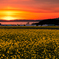 夕暮れの菜の花畑
