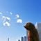 愛犬と空