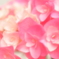 ピンクの紫陽花