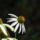 Echinacea purpurea　Ⅲ