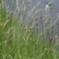 IMGP7298