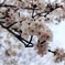 いつかの桜