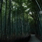 竹林の道