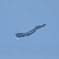 静浜基地航空祭2017 F-4