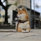 伏せして待つ柴犬
