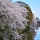 霞城公園  お堀の桜