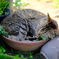 DSCF3865