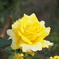 黄薔薇