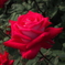 紅薔薇