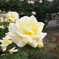 白薔薇