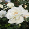 白薔薇-02