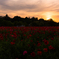 夕暮れの花園…