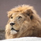 ライオンさん