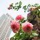 ビルと薔薇の共演