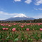 富士山とチューリップ