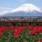 チューリップと富士山