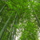Bamboo.