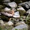 _DSC0143　飛べないトンビ？