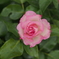 小さな街の薔薇園で　①