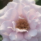 小さな街の薔薇園で　②
