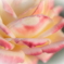 小さな街の薔薇園で　③