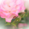 小さな街の薔薇園で　⑤