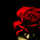Rose rouge
