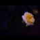 薔薇
