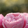 秘密の花園